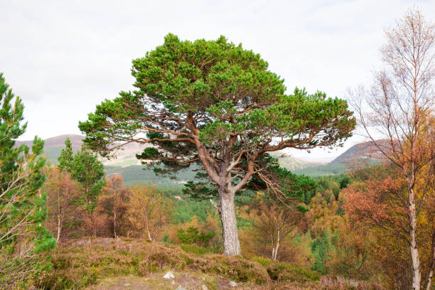 An Autumnal misty morning in the remote, isolated glen of Glen Strathfarrar in the Scottish Highlands, UK.  A solitary scots pine stands proudly amongst golden grasses.