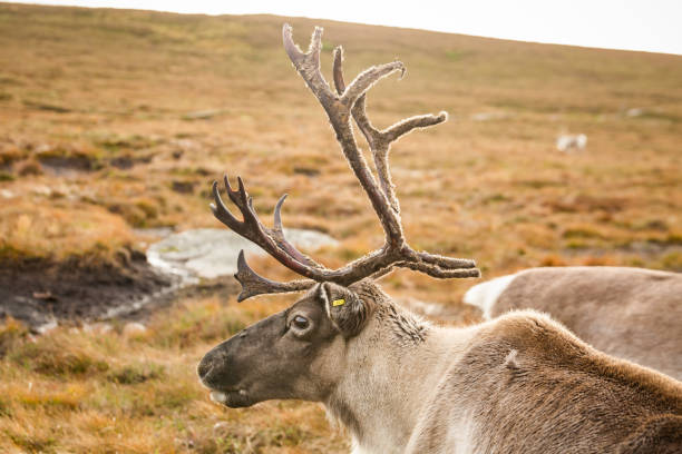 istock Autumn day in Scotland-38.dng 1161375671