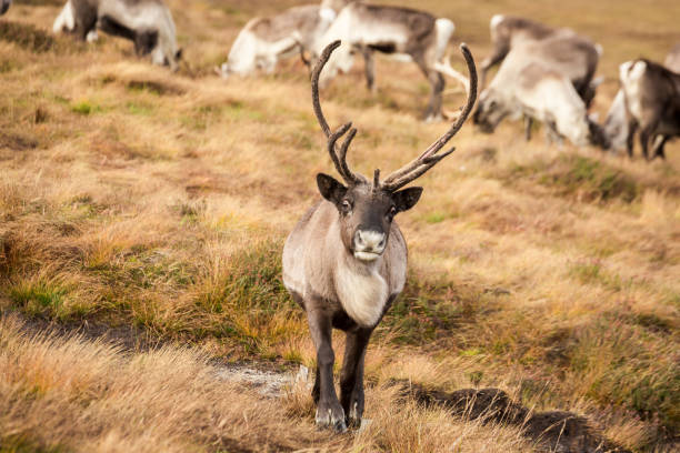 istock Autumn day in Scotland-32.dng 1161375681