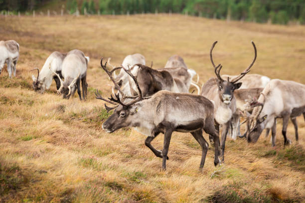 istock Autumn day in Scotland-31.dng 1161375692