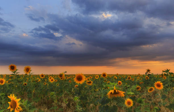 istock Sunflowers field at sunset in the mountains 1161375974