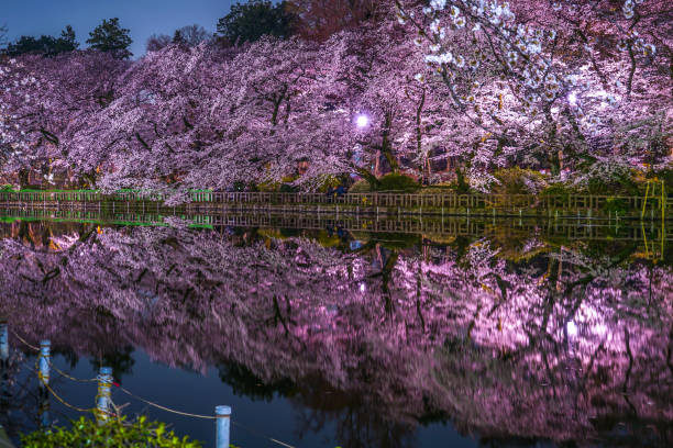 istock Cherry blossoms of Inokashira Park (Inokashira Park) 1161376117
