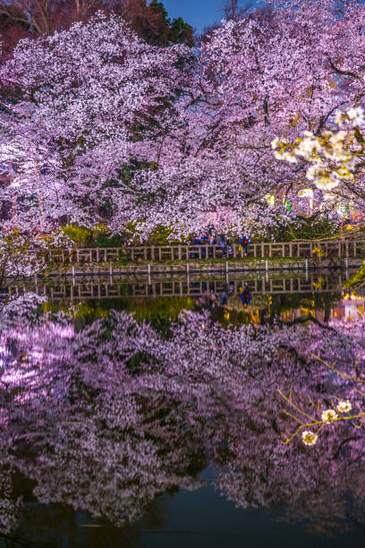 istock Cherry blossoms of Inokashira Park (Inokashira Park) 1161376229