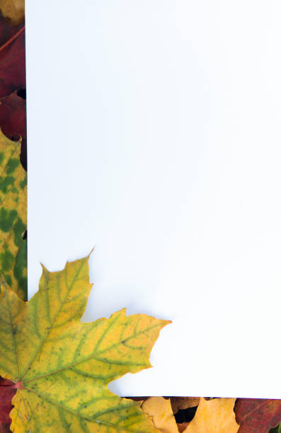 White sheet of paper with autumn maple leaves.