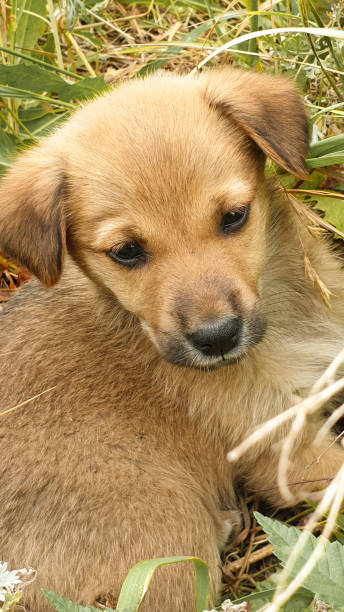 istock small homeless puppies close up, help for animals 1161377512