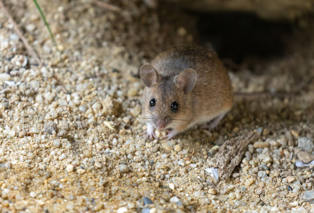 Wood mouse Front view of a cute wood mouse (Apodemus sylvaticus). wild mouse stock pictures, royalty-free photos & images