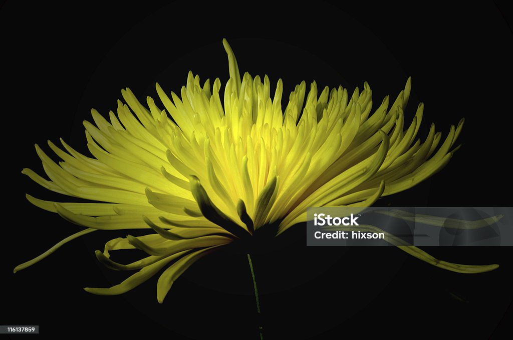 Ragno giallo mamma - Foto stock royalty-free di Amore