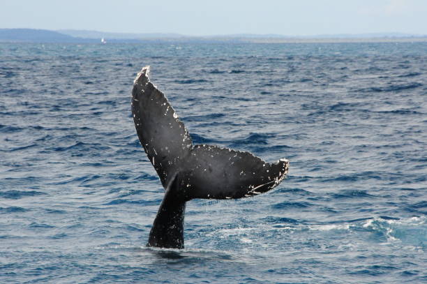 istock Humpback Whale Tail, Hervey Bay, Queensland, Australia 1161379401