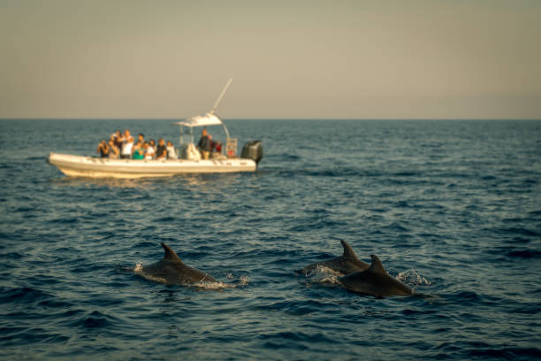 istock Dolphin Watching Boat Excursion With Dolphins in the Foreground 1161379465