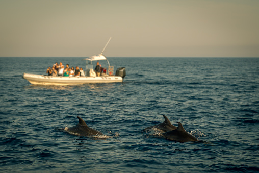 Boat Trip to Watch Dolphins in the Mediterranean Sea