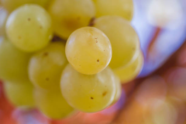 Fresh green grapes close up