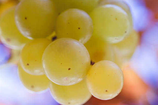 fresh green grapes close up