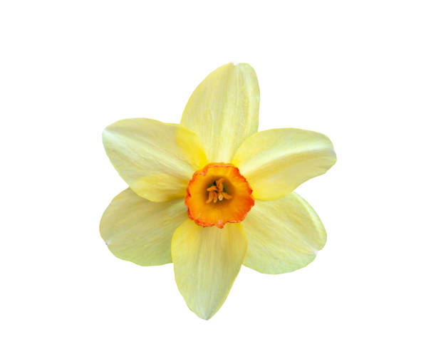 istock Beautiful flower yellow narcissus isolated on white background 1161382061