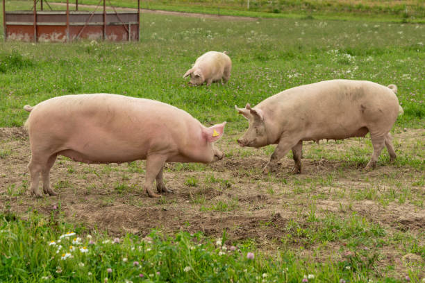 istock Large pigs rooting in a green summer field 1161382109