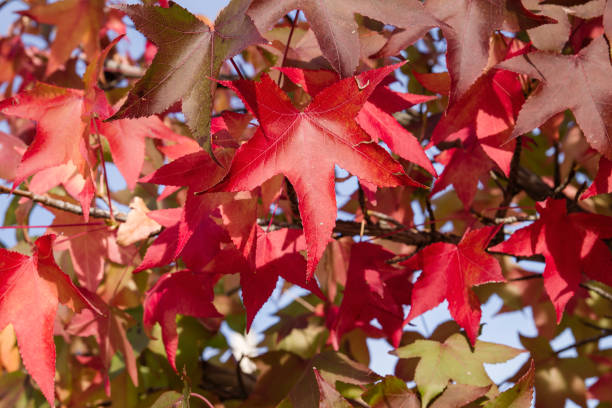 japanische ahorn herbstliche rote blätter - acer japonica stock-fotos und bilder