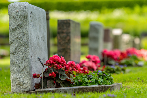 Row of gravestones with red and pink flowers on a beautiful and well cared cemetery
