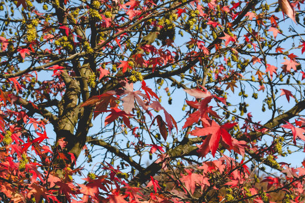 istock Sweetgum tree with red leaves 1161382897