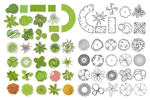 Trees top view. Different trees, plants vector set for architectural or landscape design. Set of linear and color flat  illustration Trees top view. Different trees, plants vector set for architectural or landscape design. Set of linear and color flat 
illustration tree designs stock illustrations
