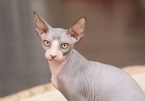 Portrait Of Cat Sphinx Without Hair At Home Stock Photo - Download Image  Now - Black Color, Sphynx Hairless Cat, Animal - iStock