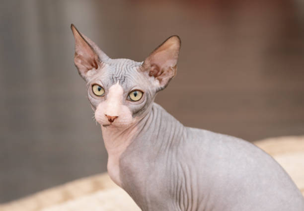 Domestic Cat Sphynx Hairless Cat Domestic Animals Fur Stock Photos,  Pictures & Royalty-Free Images - iStock