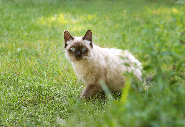 istock Cute kitten with blue eyes sits in green grass 1161383669