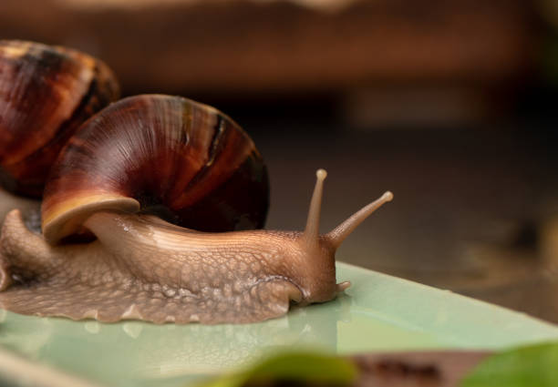 istock Big snail Achatina on a dark background. 1161383671