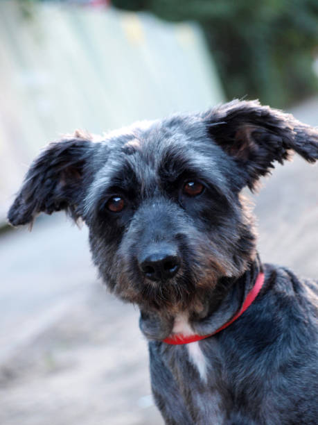 istock Cute dog playing outdoor. 1161384838