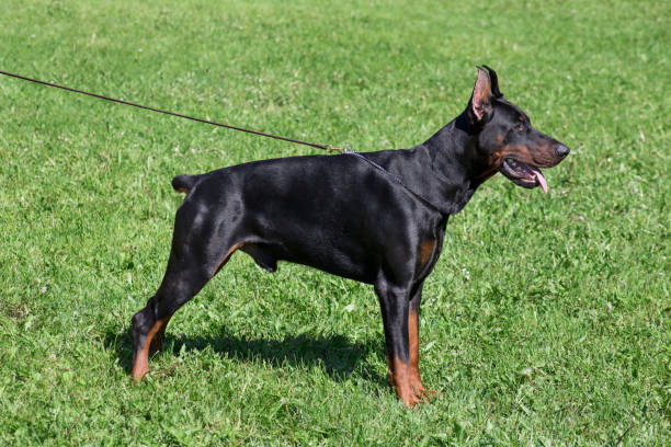 istock Cute doberman pinscher is standing on a green grass. Pet animals. 1161384906