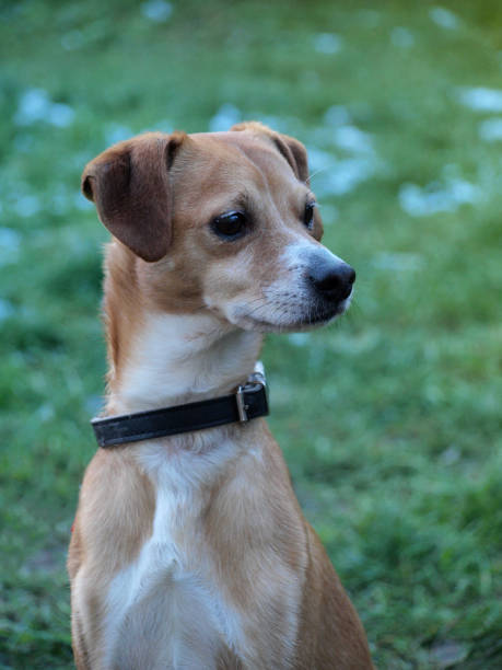 istock Cute dog playing outdoor. 1161384915