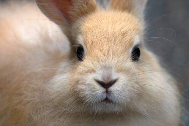 istock Up of the rabbit 1161384952