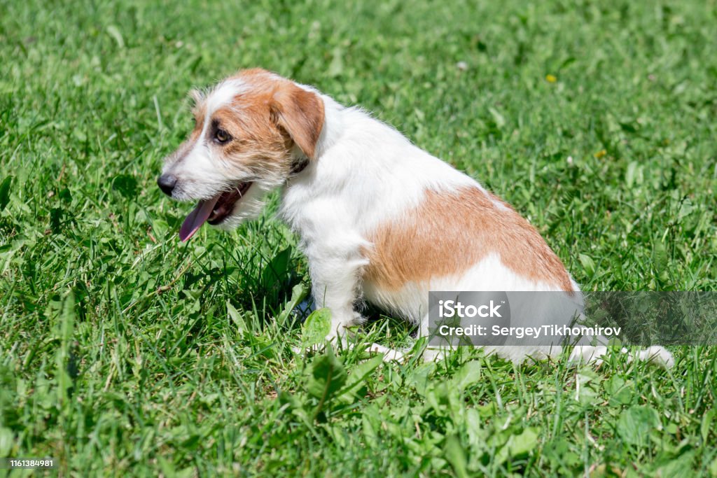 Chú Chó Con Jack Russell Terrier Dễ Thương Đang Ngồi Trên Một Đồng Cỏ Xanh  Động Vật Cưng Hình ảnh Sẵn có - Tải xuống Hình ảnh Ngay bây giờ - iStock