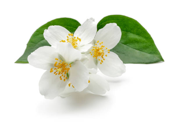 istock White jasmine flowers with green leaf isolated 1161385001