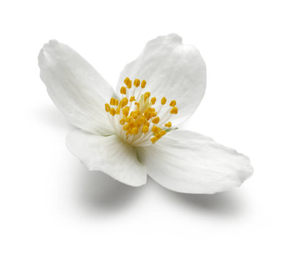 istock White jasmine flower isolated on white 1161385002