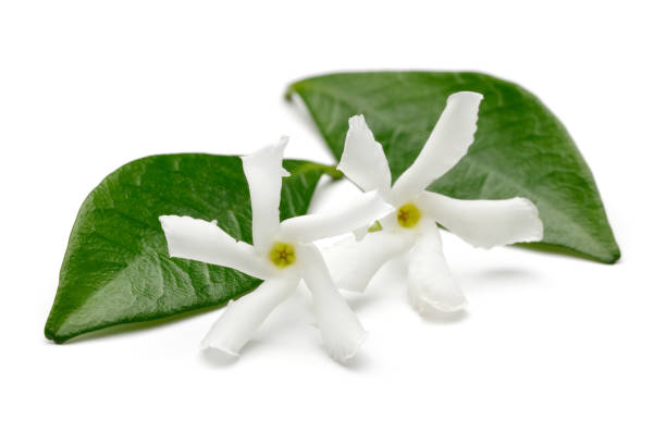 istock Star jasmine flowers with leaves isolated 1161385062