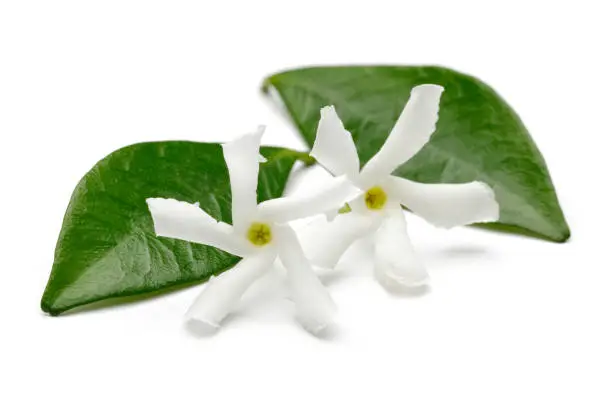 Photo of Star jasmine flowers with leaves isolated