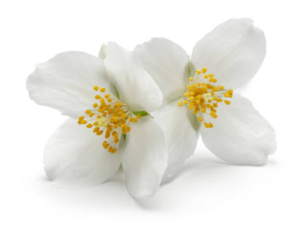 istock White jasmine flower isolated on white 1161385064