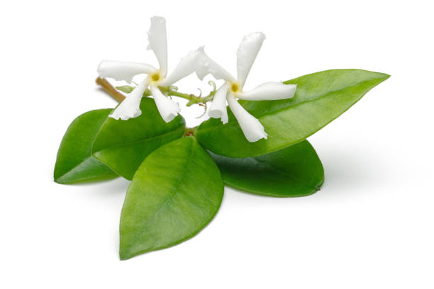 istock Star jasmine flowers with leaves isolated 1161385101