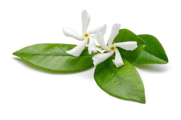 istock Star jasmine flowers with leaves isolated 1161385107