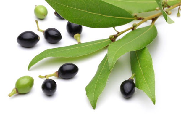 The flowers, leaves and fruits of Alphitonia excelsa on the coast