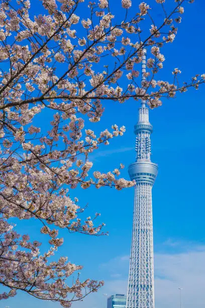 Sakura and Tokyo Sky Tree. Shooting Location: Tokyo's 23 wards