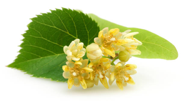 istock Fresh linden flowers and leaves isolated 1161386409