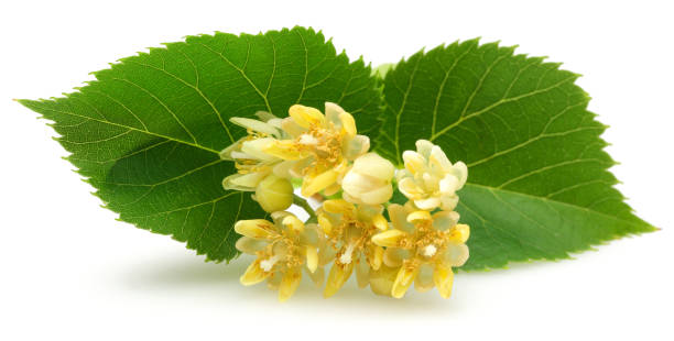 istock Fresh linden flowers and leaves isolated 1161386499