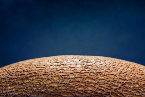 A scientist's or researcher's hand pointing to a melon that is contaminated by colonies of fungi and bacteria
