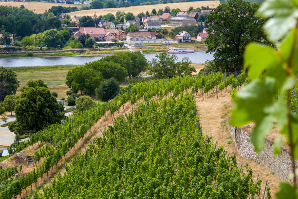 istock View from a Saxon vineyard on the Elbe 1161386629