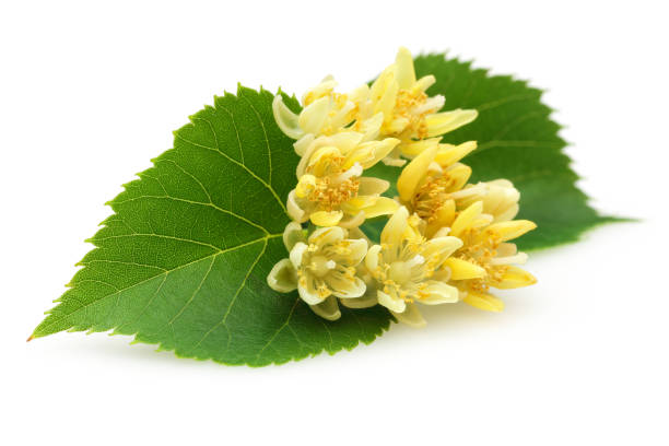 istock Fresh linden flowers and leaves isolated 1161386707