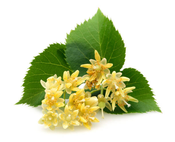 istock Fresh linden flowers and leaves isolated 1161386834