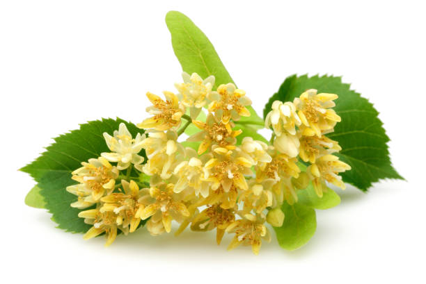 istock Fresh linden flowers and leaves isolated 1161387410