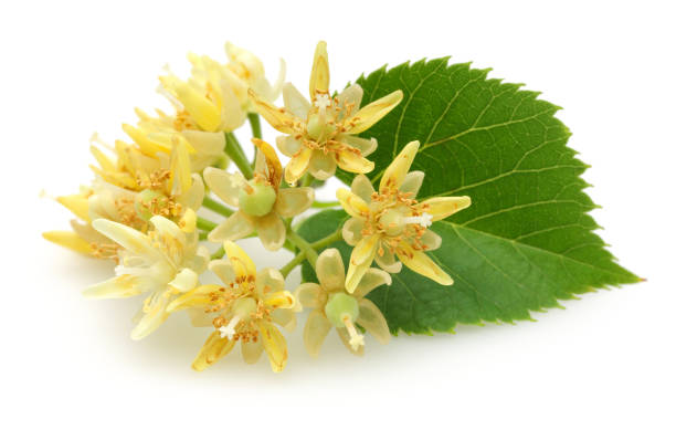 istock Fresh linden flowers and leaves isolated 1161387522