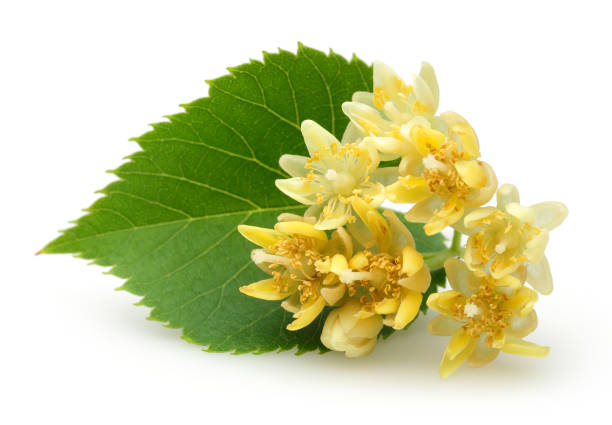 istock Fresh linden flowers and leaves isolated 1161387557