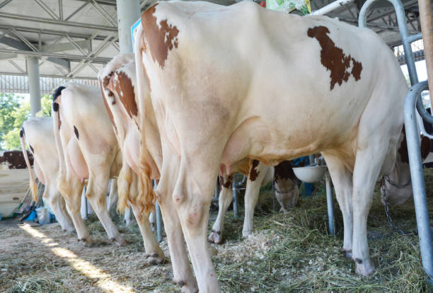 istock Udder of a cows. Milk industry concept. Lactose intolerance. 1161388923